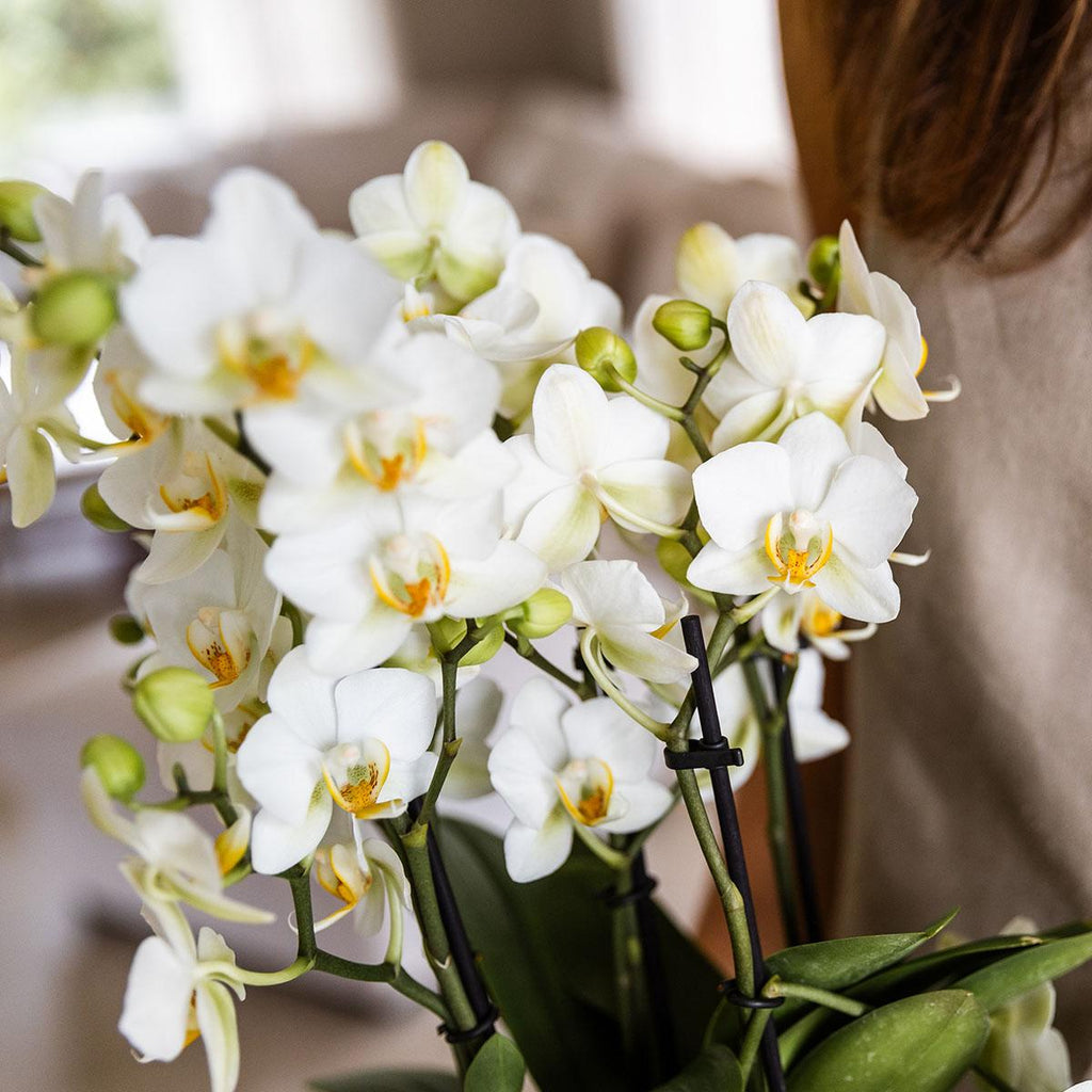 Phalaenopsis Orchidee Lausanne – Weiß – Ø12cm – 2-3 Zweige – Elegante Zimmerpflanze mit vielen Blüten – Für Wohnzimmer, Büro & Bad – Plant
