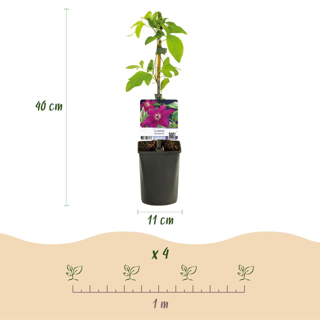 Kletterpflanze Clematis Westerplatte – Tiefviolette Blüten mit weißem Rand – 2 Pflanzen – 11cm x H40cm – pflegeleicht – Plant