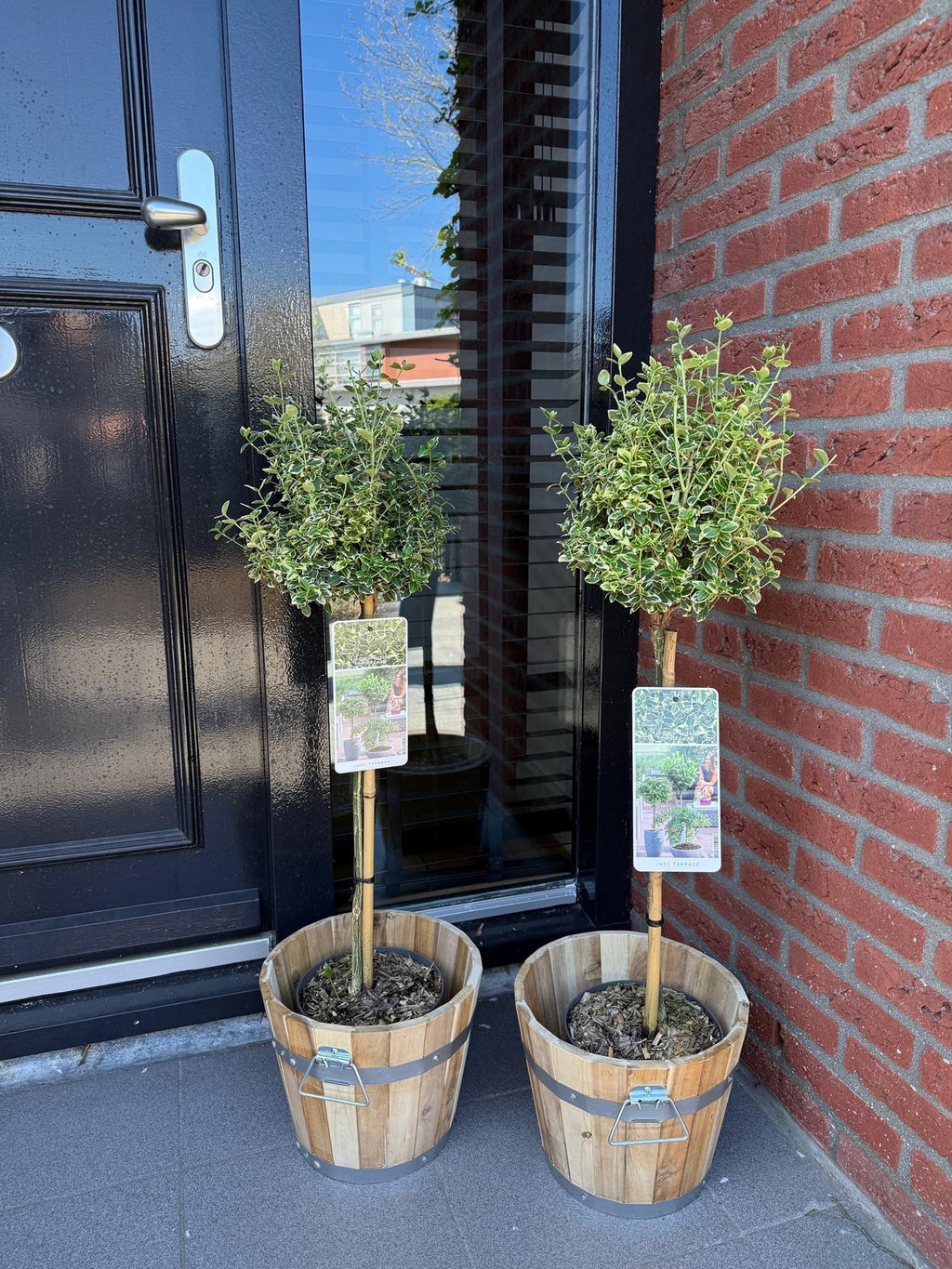 Euonymus fortunei ‘Emerald Gaiety’ – Stamm – Pflanze – Immergrün & winterhart – für Terrasse, Balkon & Garten – pflegeleicht – Ø19cm – Höhe ca. 90cm – Plant