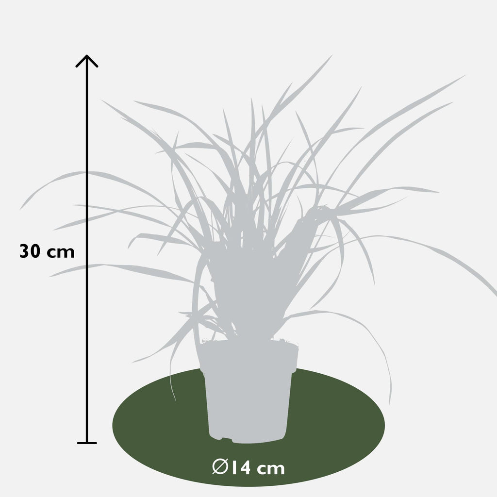 Carex morrowii 'Irish Green' – 3 Pflanzen – Immergrünes Ziergras – Ø14cm – Höhe ca. 30cm – robustes Garten – Gras für Sonne & Schatten – Plant