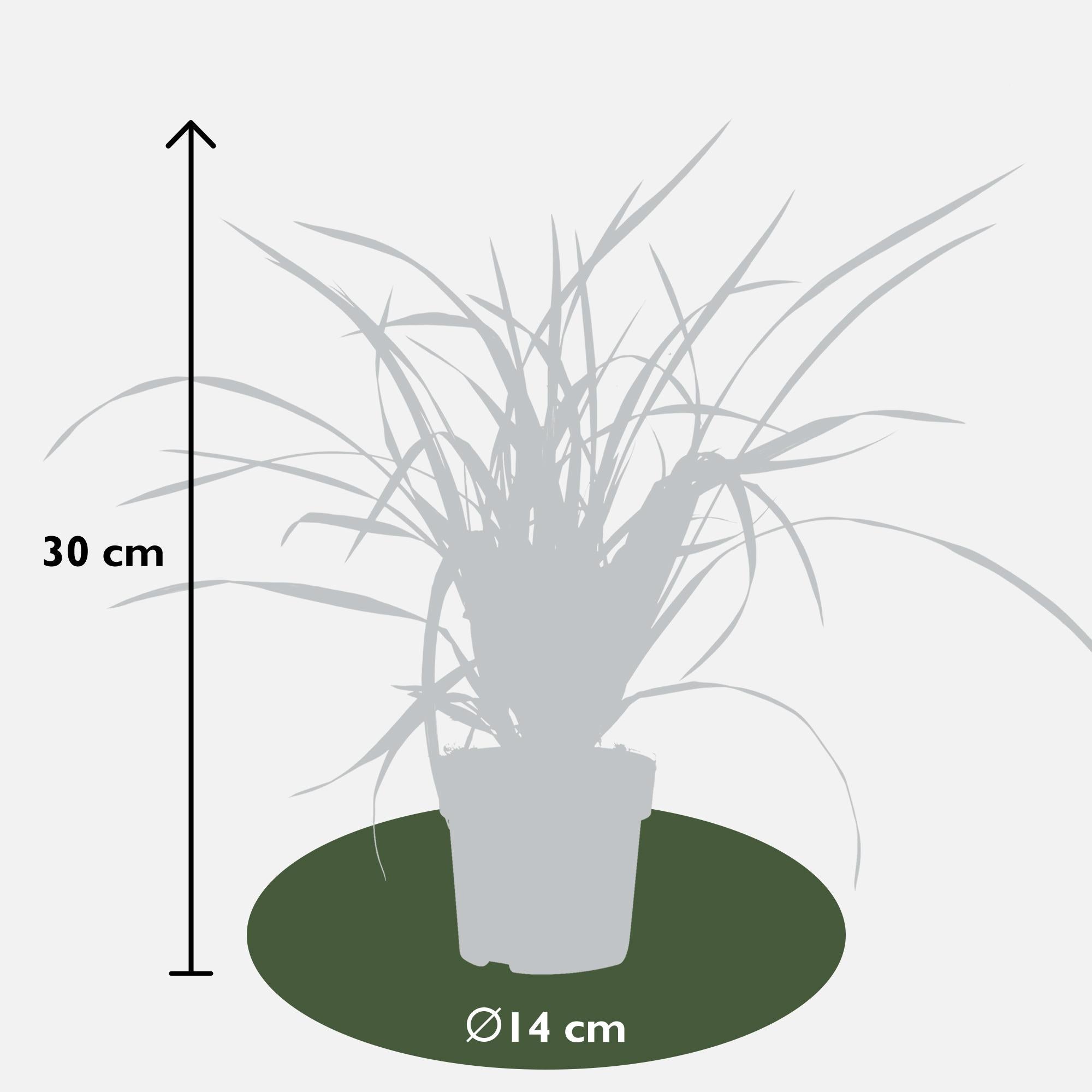Carex morrowii 'Irish Green' – 3 Pflanzen – Immergrünes Ziergras – Ø14cm – Höhe ca. 30cm – robustes Garten – Gras für Sonne & Schatten – Plant