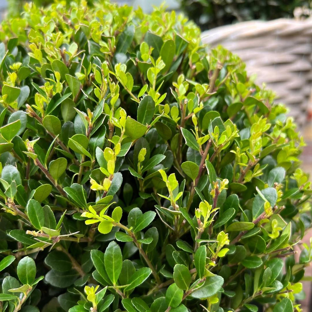 Ilex crenata 'Jenny' – Stechpalme Kugeln – Ø25cm – 2 Pflanzen – Buchsbaum – Alternative – Pflegeleichte & Winterharte Gartenpflanzen – Plant