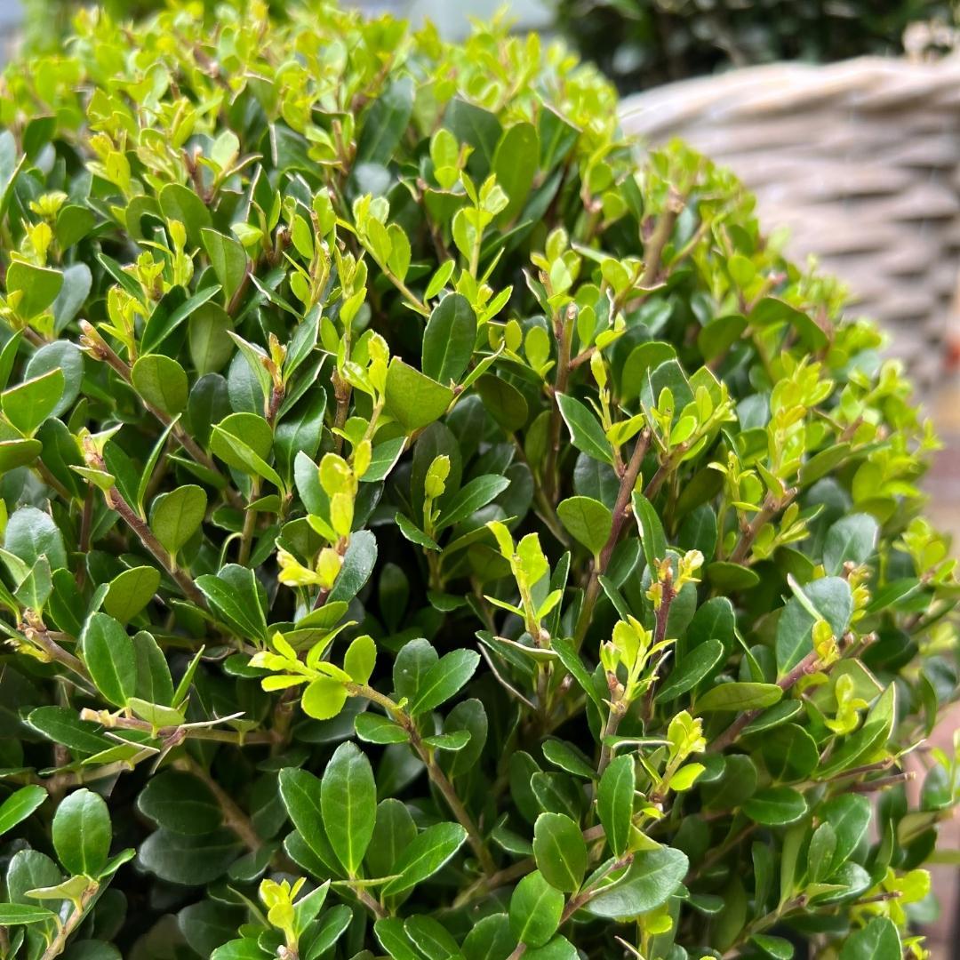 Ilex crenata 'Jenny' – Stechpalme Kugeln – Ø25cm – 2 Pflanzen – Buchsbaum – Alternative – Pflegeleichte & Winterharte Gartenpflanzen – Plant