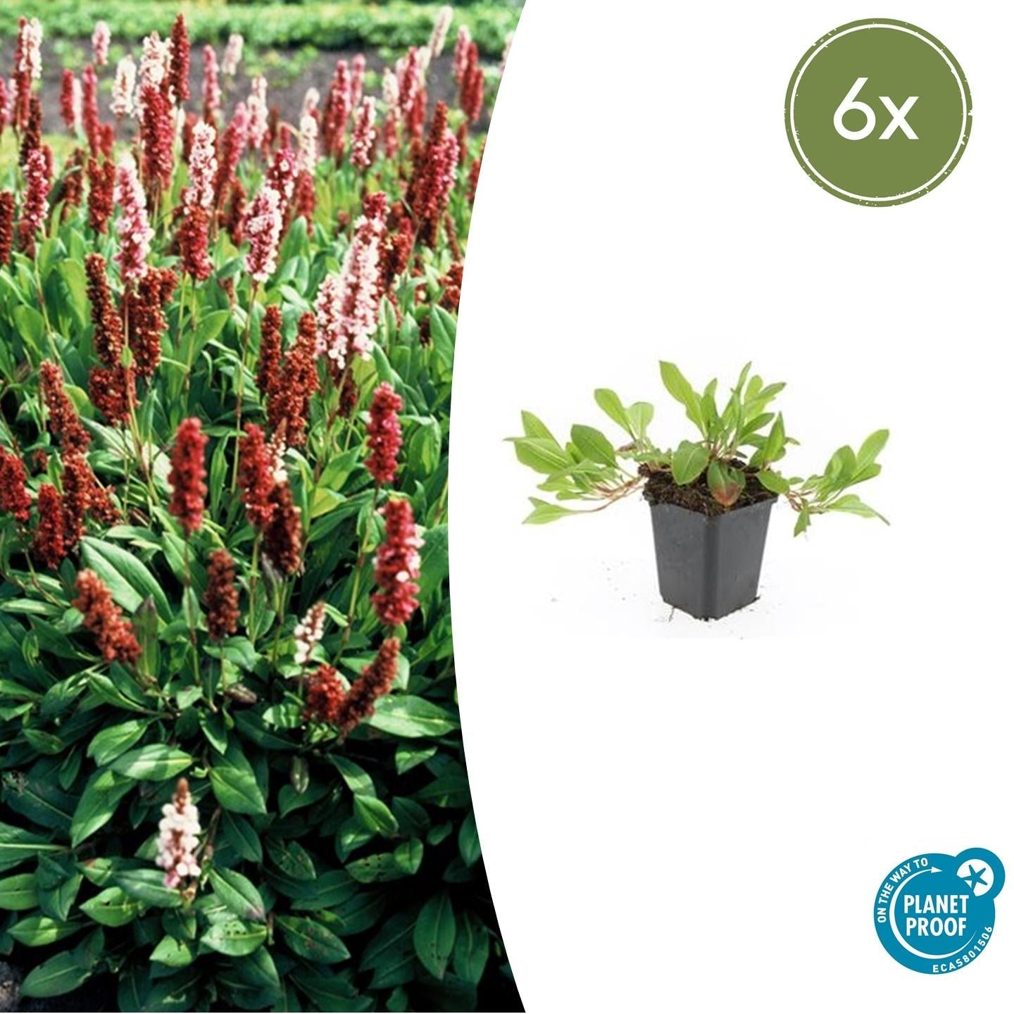 Schneckenknöterich Persicaria aff. 'Darjeeling Red' – ↕10-25cm – Ø9cm – Rotes Laub – Sonne & Halbschatten – Pflegeleichte Staude – Plant