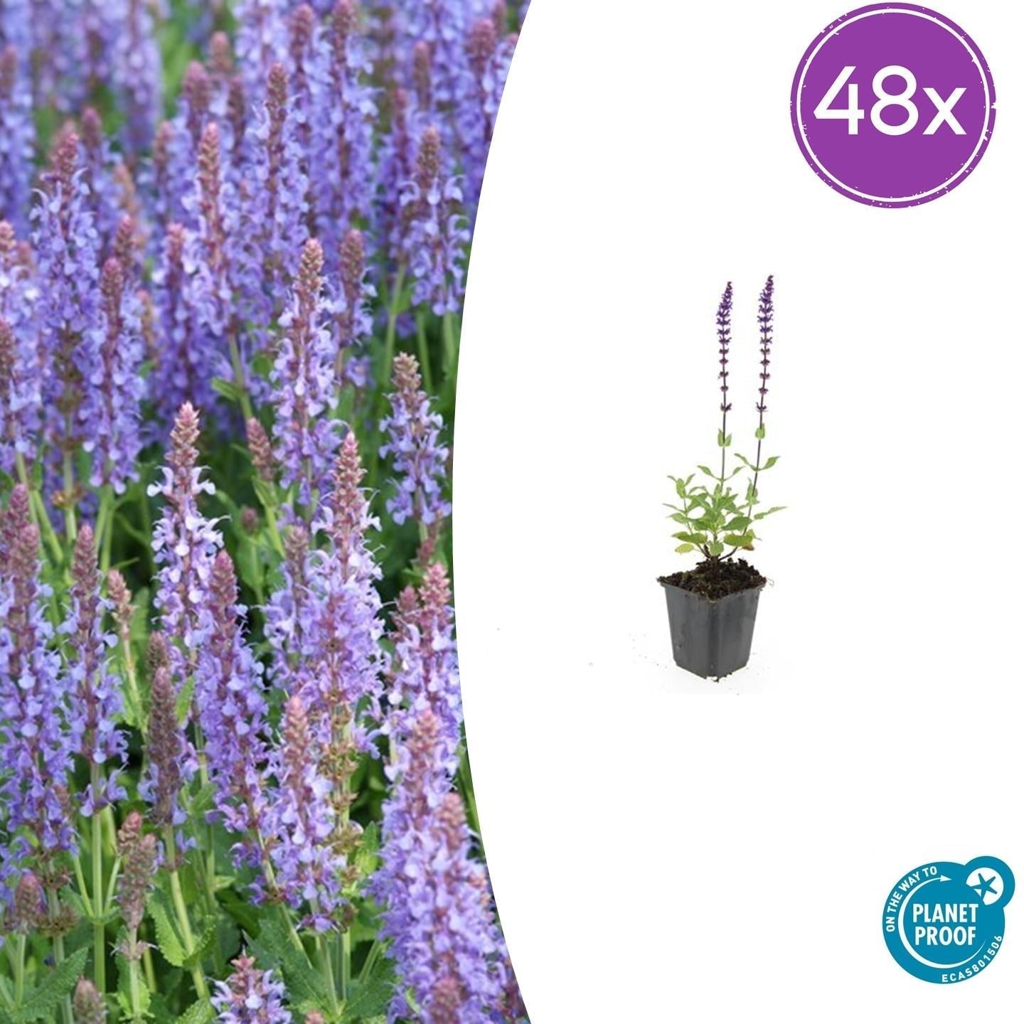 Blüten Salbei Salvia nemorosa Caradonna – ↕10-25cm – Ø9cm – Tiefviolett – Bienenfreundlich – Pflegeleicht – Sonniger Standort – Plant