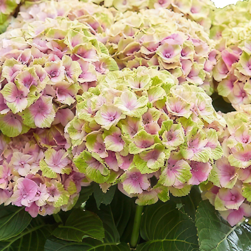 Hortensie Magical Jewel Pink – Hydrangea macrophylla – Rosa – Balkonpflanze – Im 23cm Topf – Ca. 55cm hoch – 6-10 Blüten – Reichblühend & Farbakzent – Plant