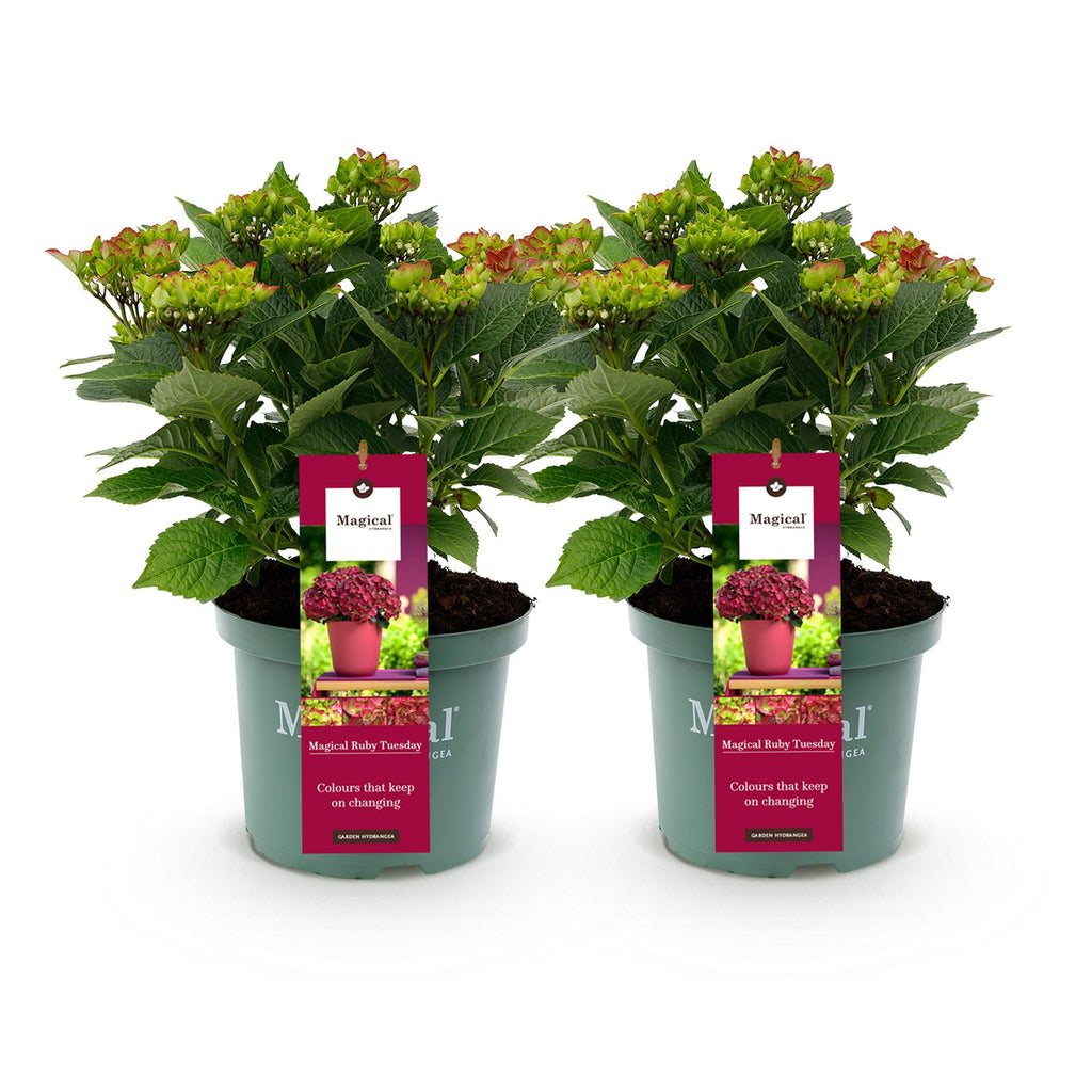 Hydrangea macrophylla Ruby Tuesday & Sapphire – Gartenhortensie – 2 Pflanzen – 23cm – Höhe 55cm – Rot und Blau – Balkonpflanze – 6-10 Blüten – Plant