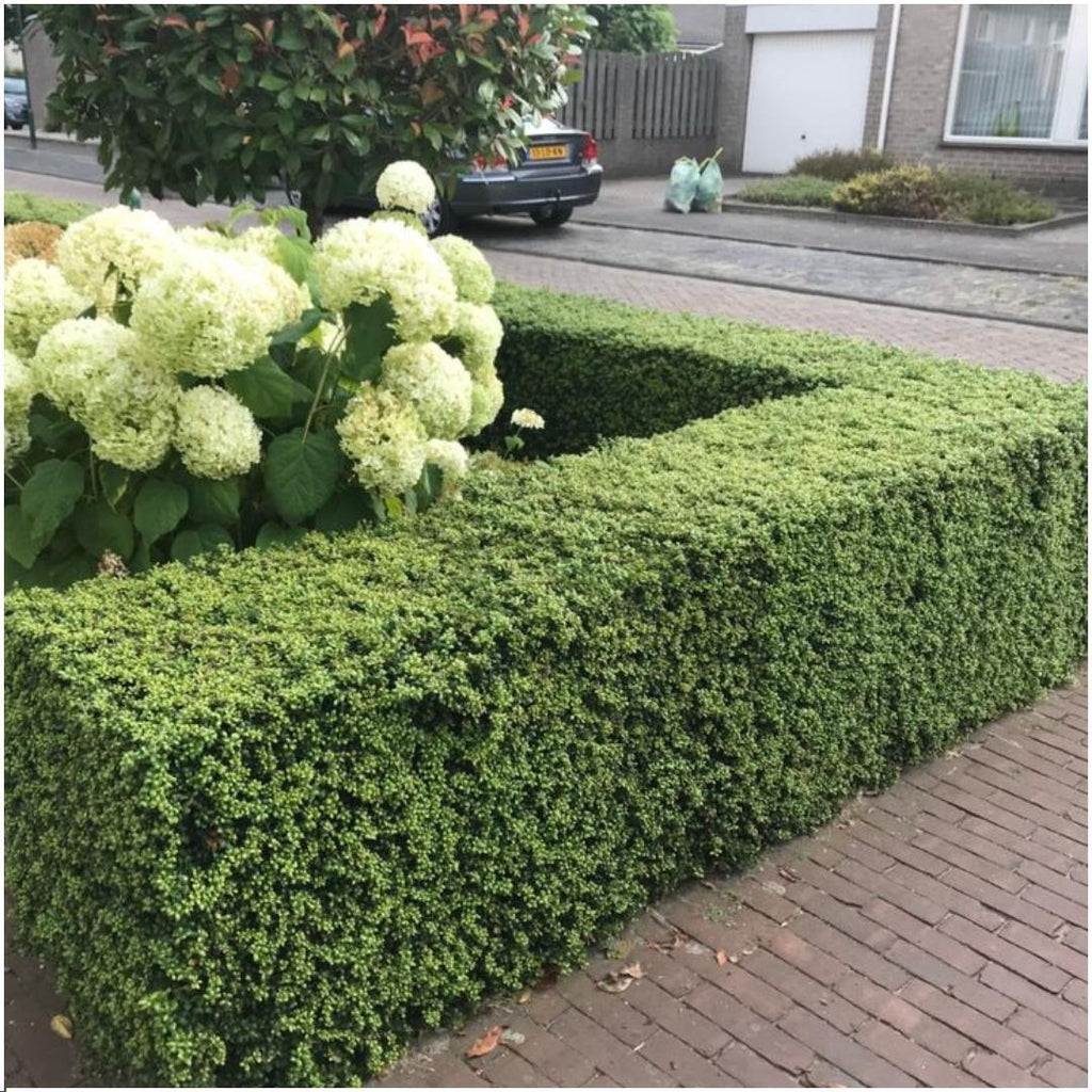 Ilex crenata 'Jenny' – Stechpalme Sträucher – Ø7cm – ↕15cm – 6 Pflanzen – Immergrün, Pflegeleicht & Winterhart – Buchsbaum – Alternative – Plant
