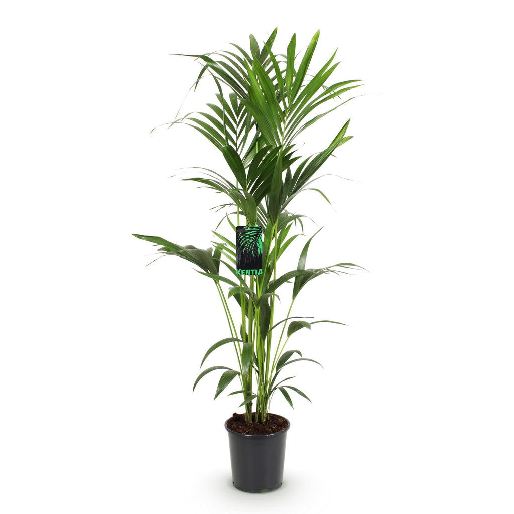 Howea Forsteriana – Kentia – Palme – 140-150cm – Ø24cm – Pflegeleichte Zimmerpalme mit gefiederten Blättern – Tropische Grünpflanze für Innenräume – Plant
