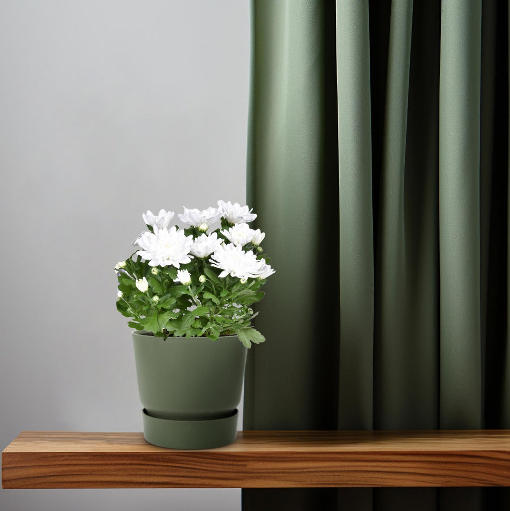 Chrysanthemum ‘Brave’ – Polster – Chrysantheme – Outdoorpflanze – Ø12cm – ↕26cm – Herbstblüher – Pflegeleicht & farbenfroh – Plant