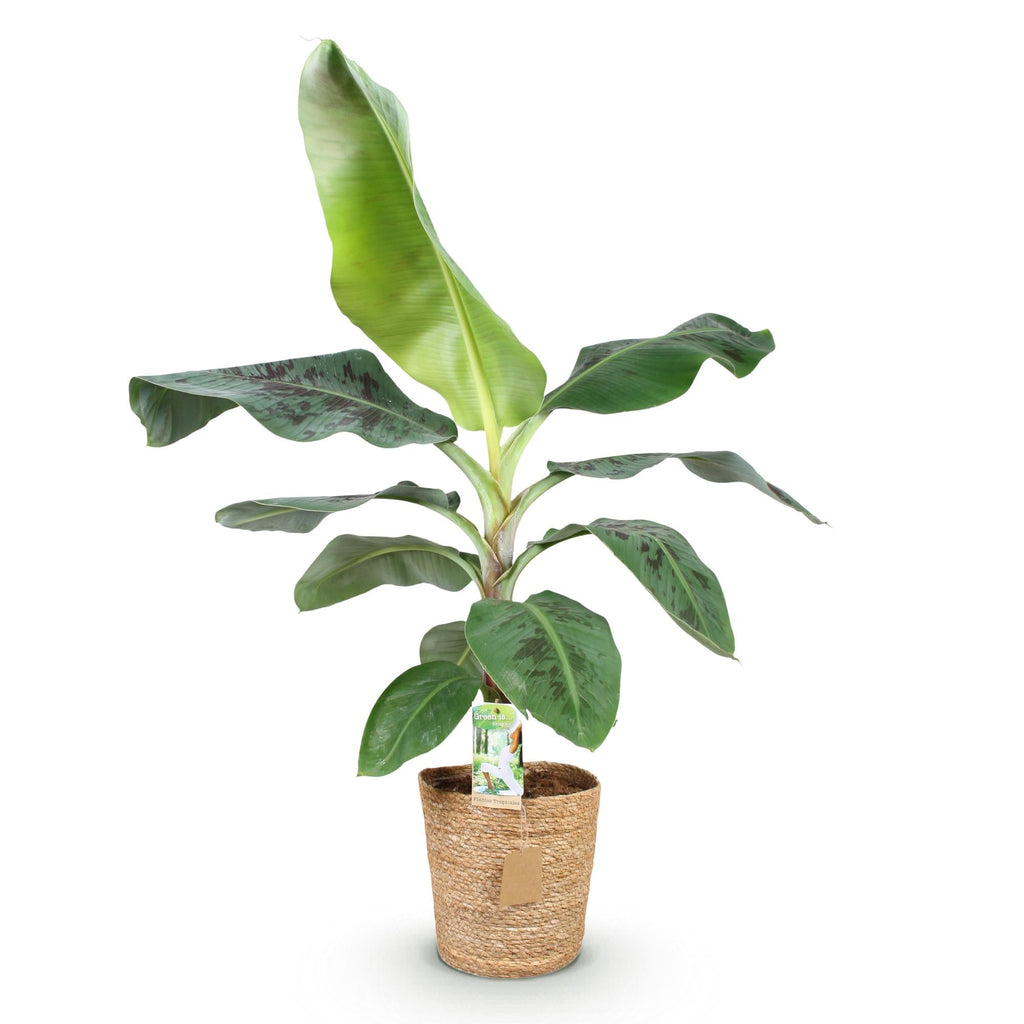 Bananenpflanze Musa acuminata Dwarf Cavendish – 70-75cm – 21cm inkl. Naturkorb – Pflegeleicht – Tropische Zimmerpflanze mit großen Blättern