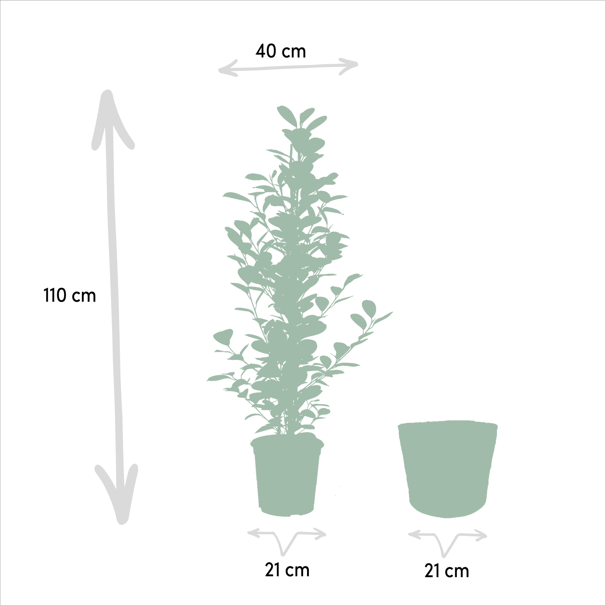3er Ficus-Set – Ficus benjamina Danielle + Ficus benjamina Twilight + Ficus microcarpa Moclame – Je Ø21cm – ↕95cm inkl. Korb Selin – Luftreinigende Zimmerpflanzen im Mix – Tropisches Grün für Wohnzimmer Büro Flur – Frisch aus der Gärtnerei – Plant