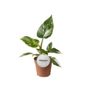 Philodendron White Princess – Zimmerpflanze – Rarität mit weißer Panaschierung – Ø12cm – Höhe ca. 30cm – Tropische Seltenheit – Plant