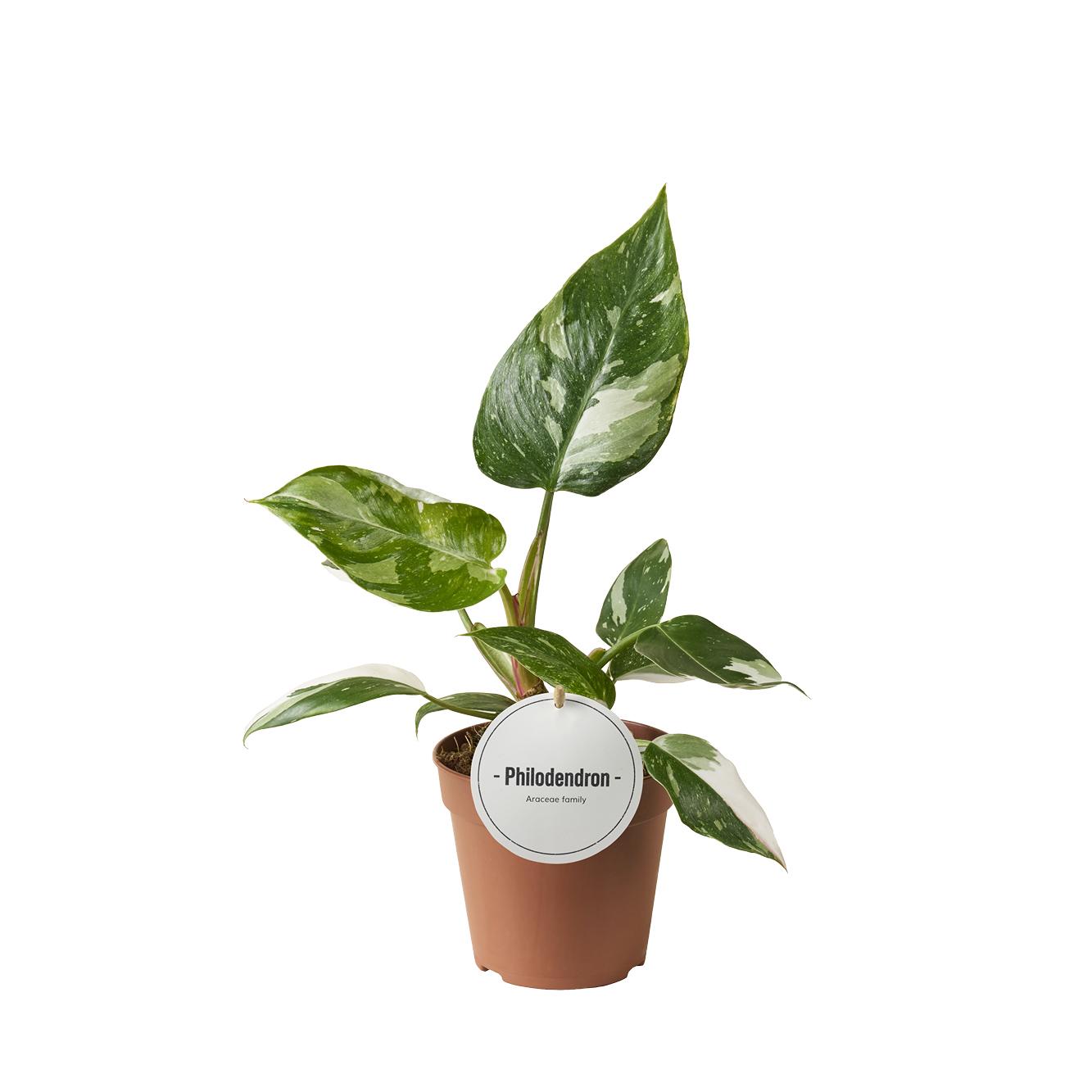 Philodendron White Princess – Zimmerpflanze – Rarität mit weißer Panaschierung – Ø12cm – Höhe ca. 30cm – Tropische Seltenheit – Plant