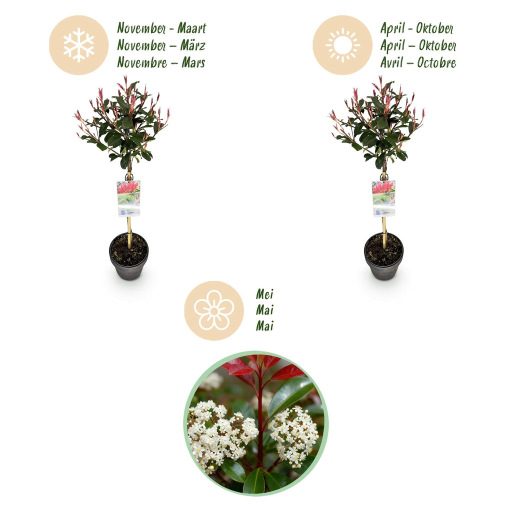 Glanzmispel Photinia fraseri Carré Rouge – 19cm Höhe ca.90cm – Immergrün & winterhart – Grün – rotes Laub – Ziergehölz – Plant