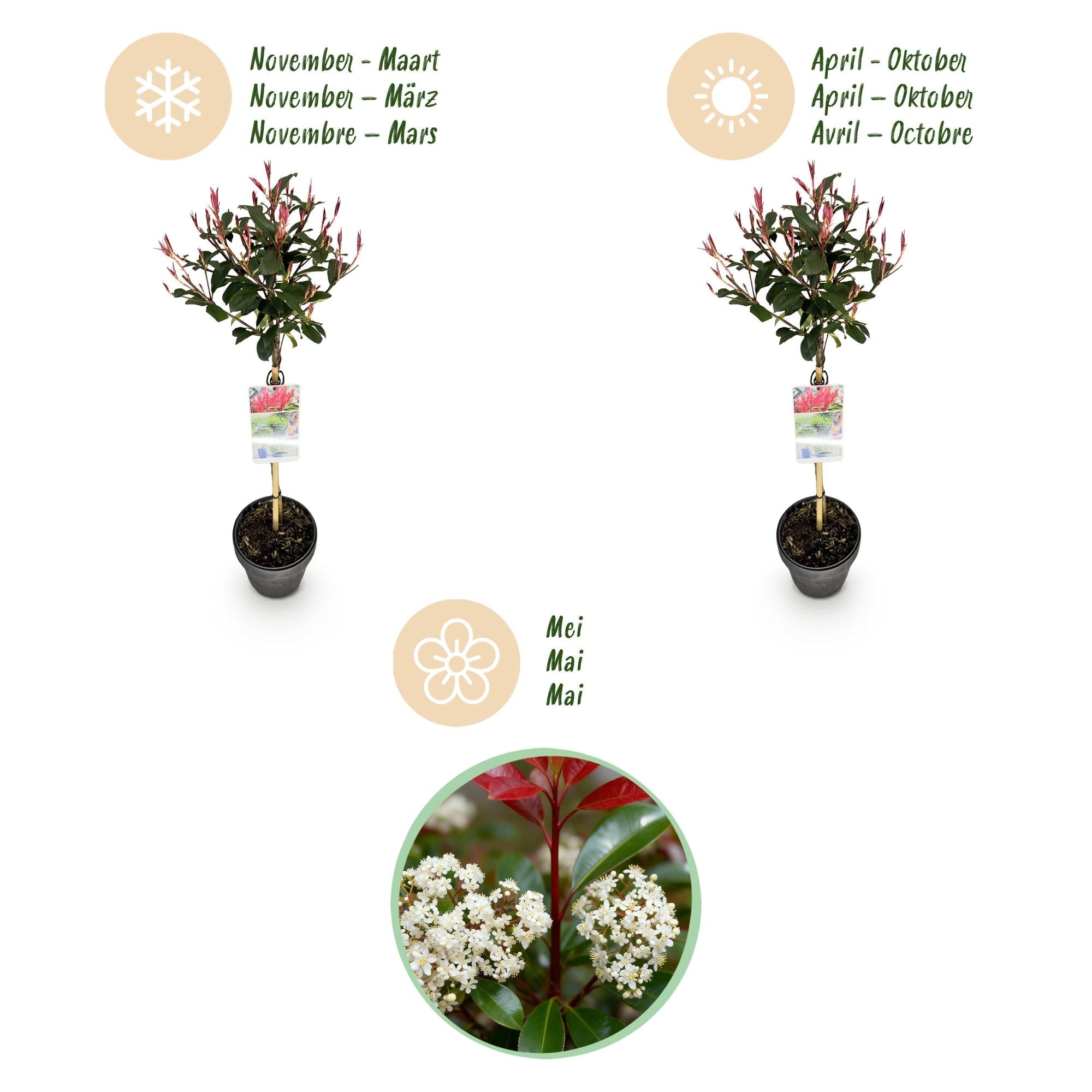 Glanzmispel Photinia fraseri Carré Rouge – 19cm Höhe ca.90cm – Immergrün & winterhart – Grün – rotes Laub – Ziergehölz – Plant