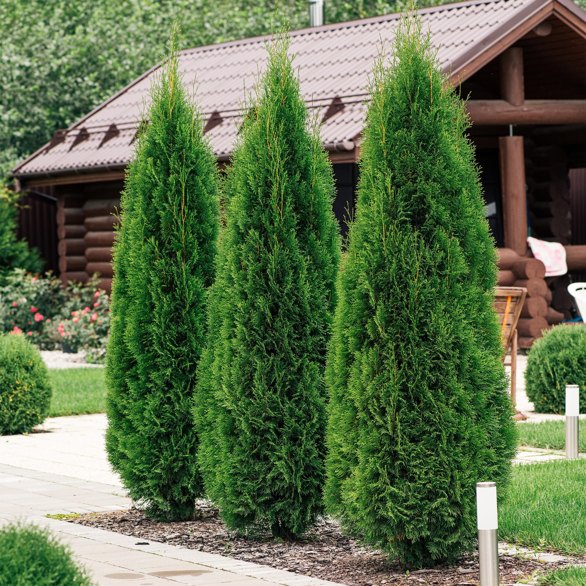 Lebensbaum Thuja occidentalis Smaragd – Immergrüne Heckenpflanze – 6 Pflanzen – 17cm x H60cm – Dichte, grüne Hecke – Plant