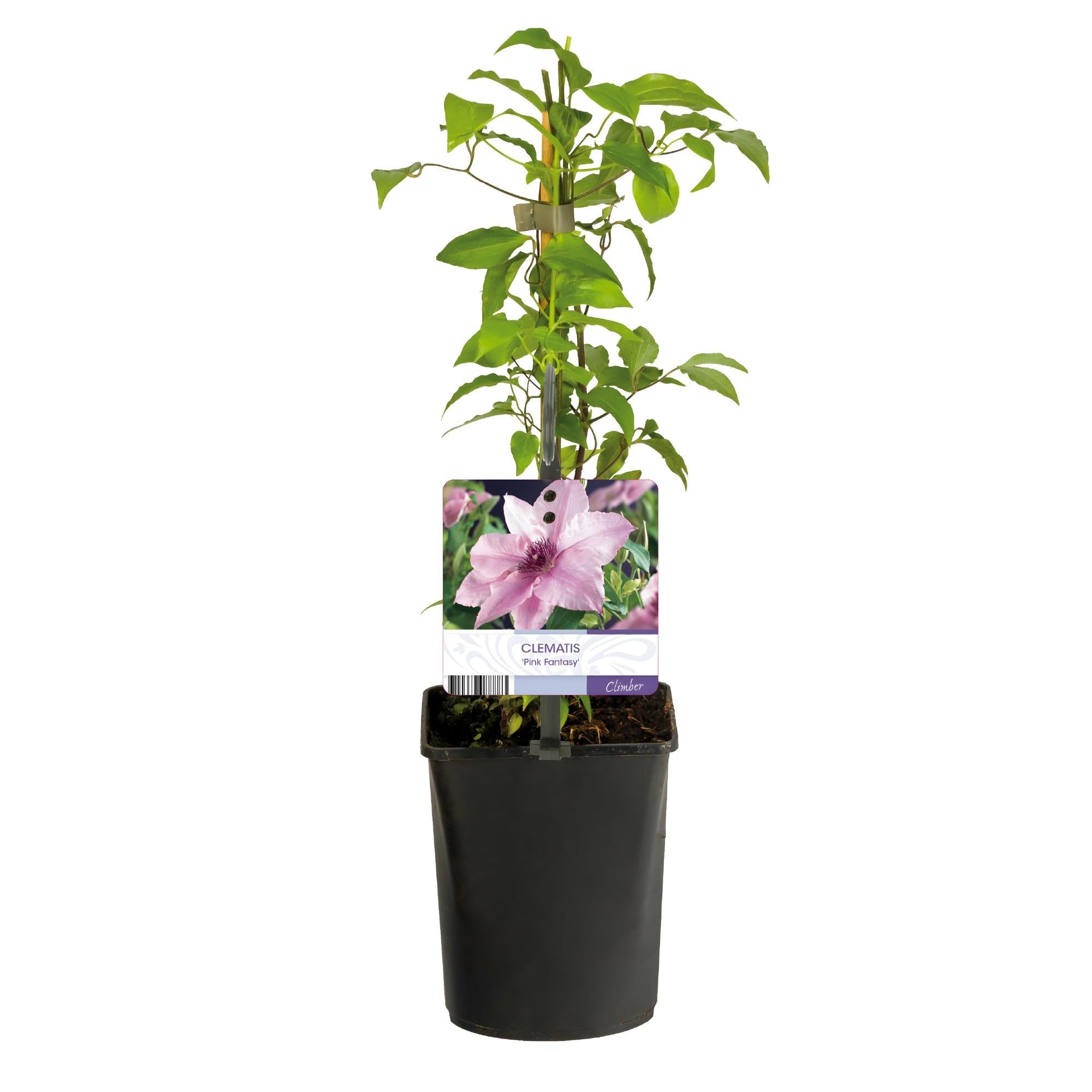 Kletterpflanze Clematis Pink Fantasy – Rosa Blüten – Wenig Pflege – 2 Pflanzen – 11cm Höhe 40cm – Für Garten, Terrasse & Pergolen – Plant