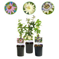 Passionsblume Passiflora Tricolour – Blüte Rosa, Weiß & Lila – Wenig Pflege – 3 Pflanzen – 11cm Höhe 40cm – Ideal für Balkon, Garten & Pergolen – Plant
