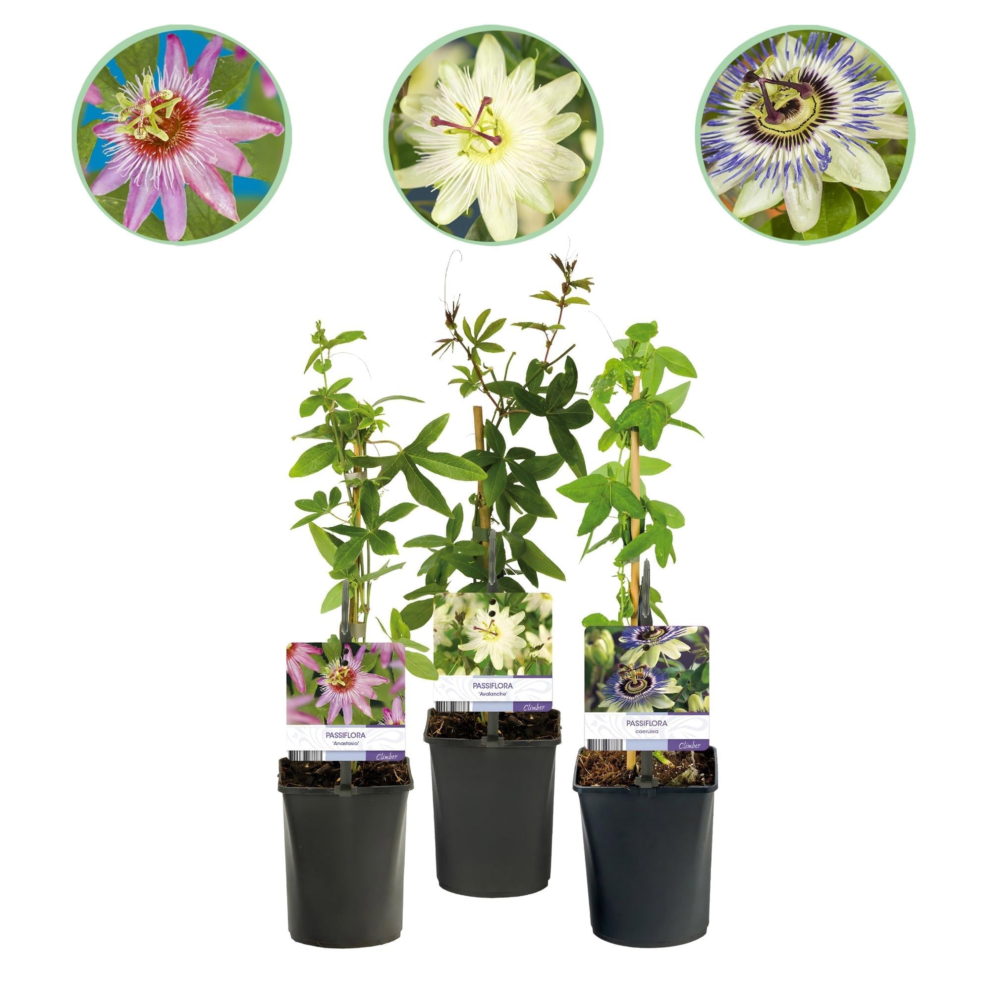 Passionsblume Passiflora Tricolour – Blüte Rosa, Weiß & Lila – Wenig Pflege – 3 Pflanzen – 11cm Höhe 40cm – Ideal für Balkon, Garten & Pergolen – Plant