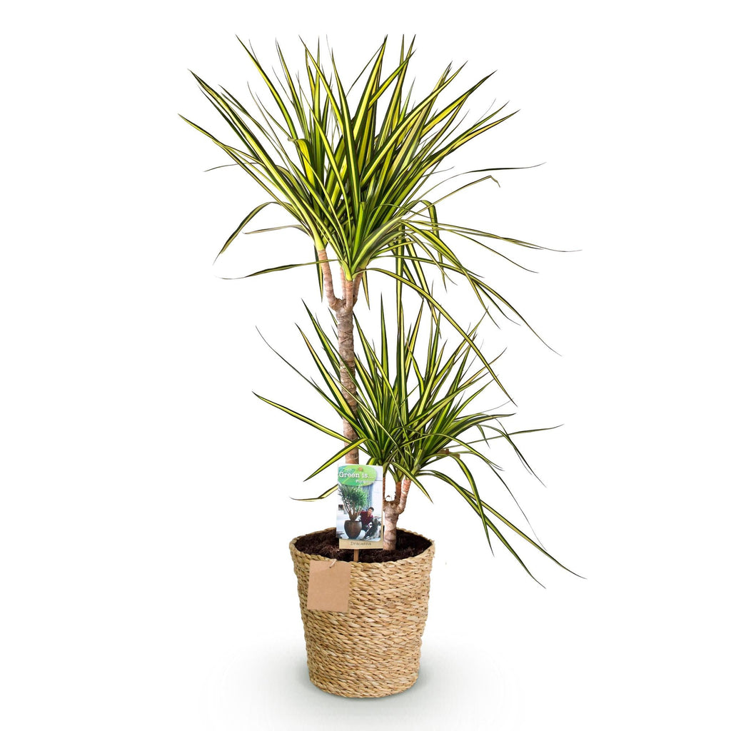 Dracaena Sunray – 90-100cm – 21cm inkl. Naturkorb – Pflegeleichter Drachenbaum – Grün – Gelbes Blattwerk – Plant