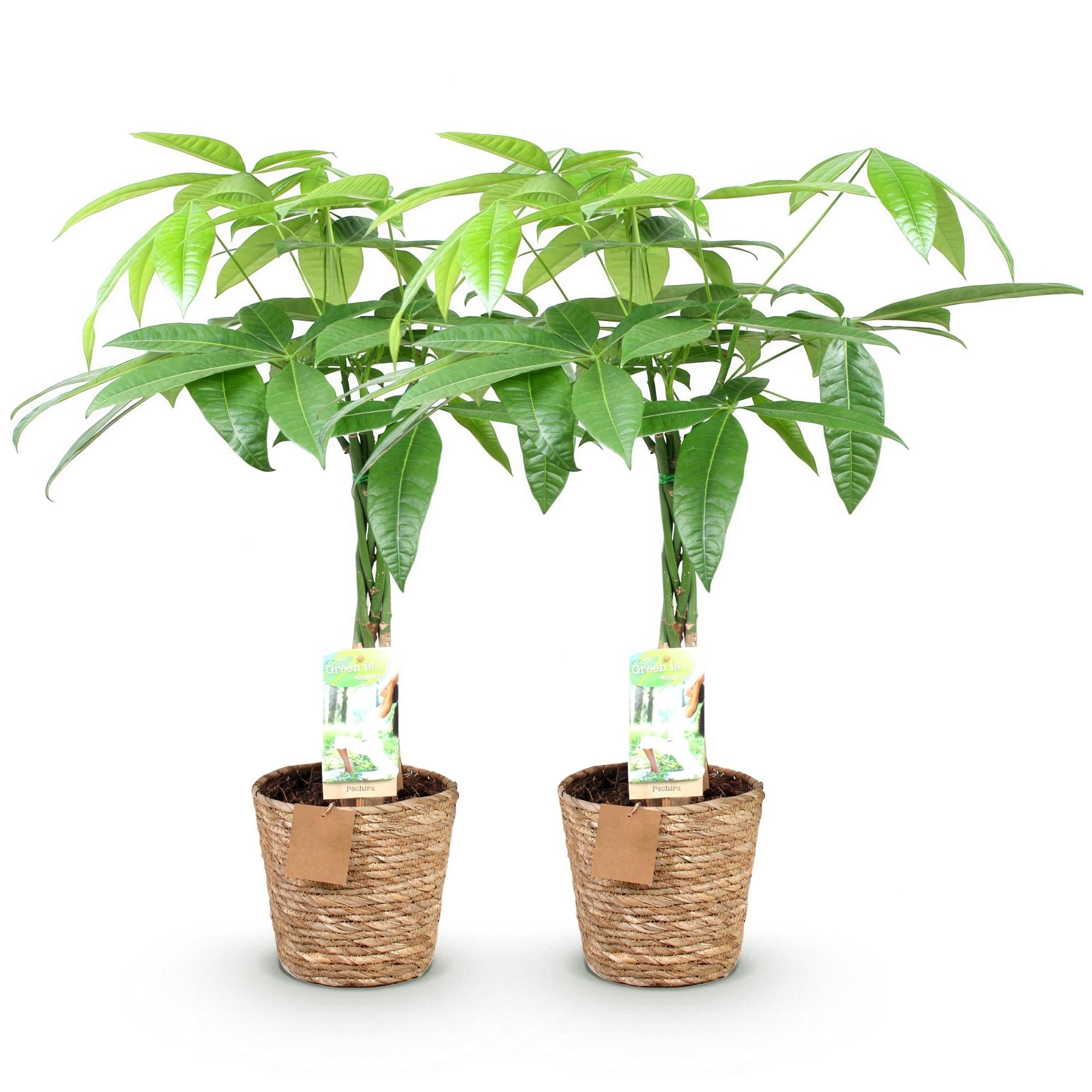 Pachira Aquatica Geflochtener Stamm – Glückskastanie – 2 Pflanzen im Korb – Höhe ca.60-70cm – Pflegeleichte Zimmerpflanze – Grün