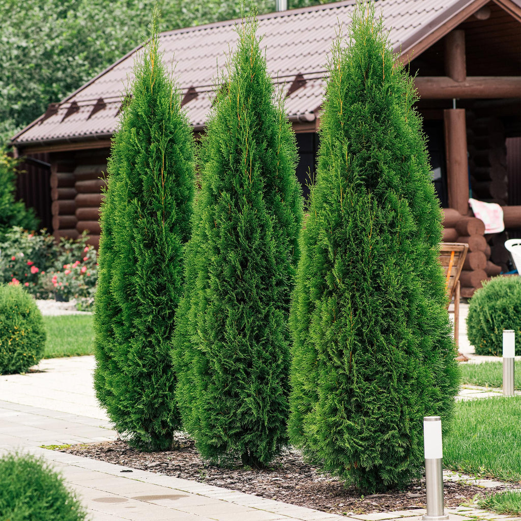 Lebensbaum Thuja occidentalis Smaragd – Immergrüne Heckenpflanze – 8 Pflanzen – 1m – 9cm Höhe 30-35cm – Schnellwachsend & Pflegeleicht – Plant