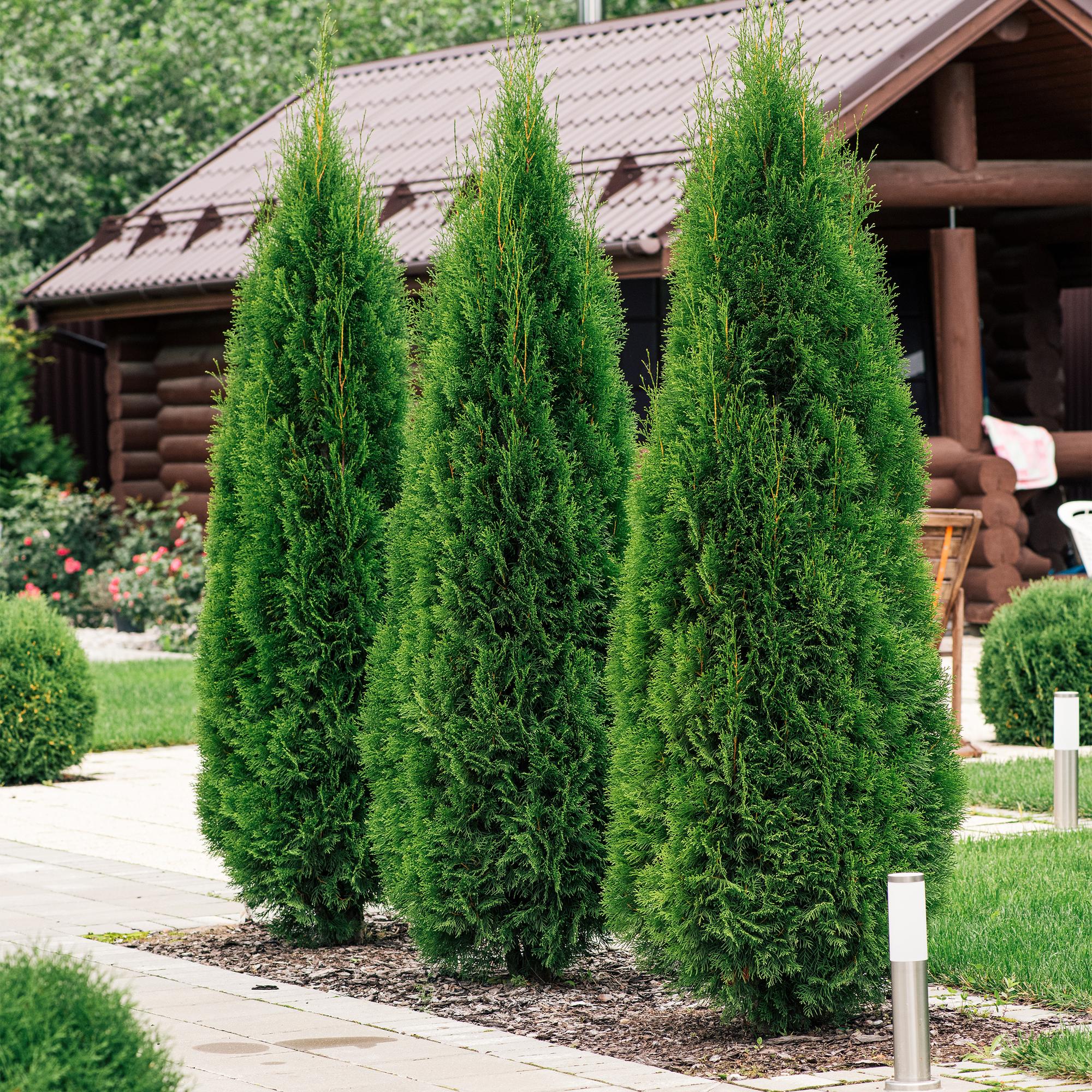 Lebensbaum Thuja occidentalis Smaragd – Immergrüne Heckenpflanze – 8 Pflanzen – 1m – 9cm Höhe 30-35cm – Schnellwachsend & Pflegeleicht – Plant