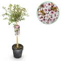 Fuji – Kirsche Prunus incisa Kojou – no – mai – 19cm Höhe ca.90cm – Weiß blühende Terrassenpflanze – Winterhart & laubabwerfend – Plant