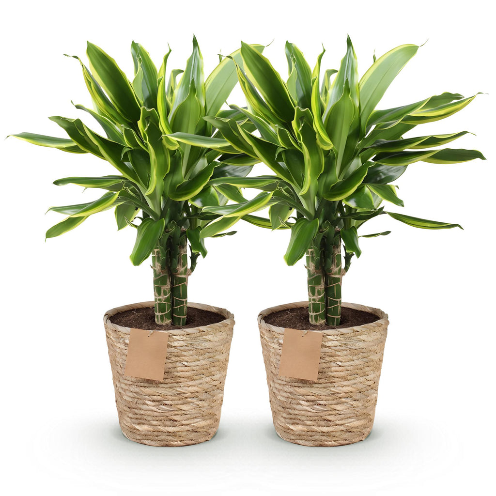 Dracaena fragrans Golden Coast – Zwei pflegeleichte Drachenbäume im dekorativen Korb – 17cm – Höhe 50-55cm – Bunte Zimmerpflanzen für Innenräume
