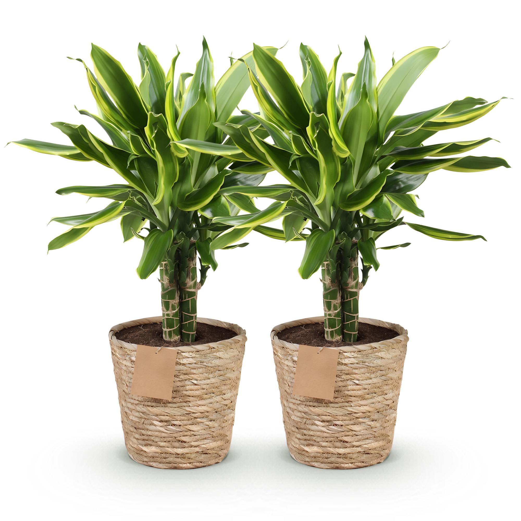 Dracaena fragrans Golden Coast – Zwei pflegeleichte Drachenbäume im dekorativen Korb – 17cm – Höhe 50-55cm – Bunte Zimmerpflanzen für Innenräume