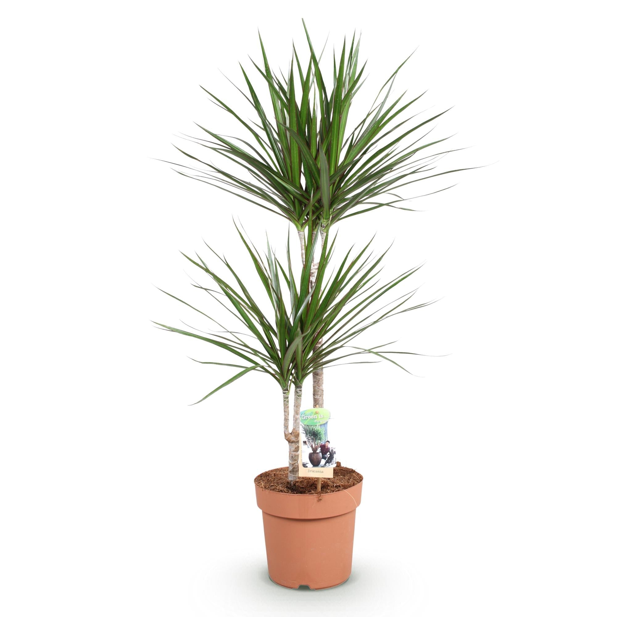 Dracaena Marginata – Drachenbaum – 21cm – Höhe 90-100cm – Pflegeleichte grün – rote Zimmerpflanze für moderne Wohnräume und Bürobereiche – Plant
