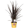 Neuseeländer Flachs – Phormium Rubra Nana – 70cm hoch – Ø19cm – Roter Zierflachs für Garten & Terrasse – Plant
