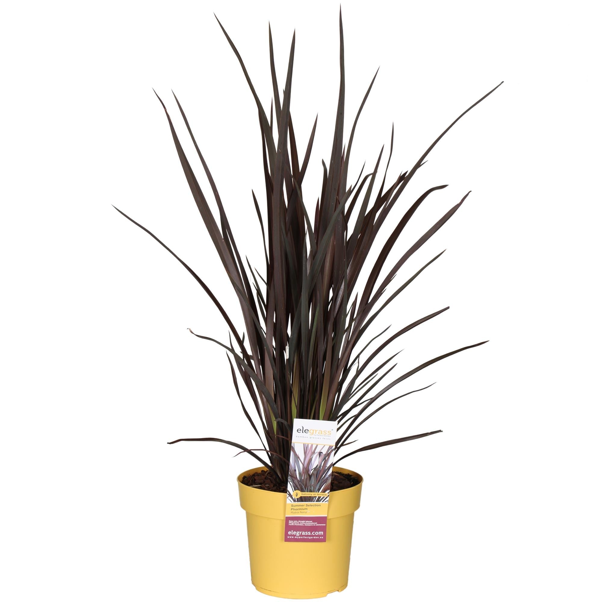 Neuseeländer Flachs – Phormium Rubra Nana – 70cm hoch – Ø19cm – Roter Zierflachs für Garten & Terrasse – Plant