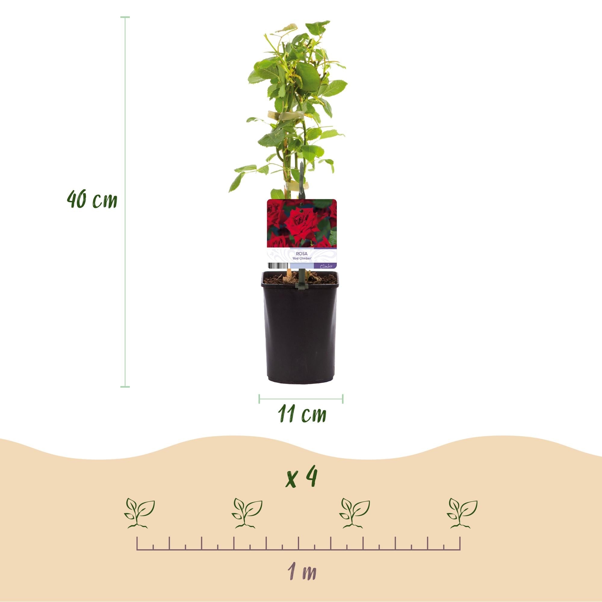 Kletterrose Rosa Red Climber – 2 Pflanzen 11cm – ca. 40cm hoch – Dunkelrote duftende Blüten – pflegeleicht – Ideal für Wände, Zäune & Pergolen – Plant
