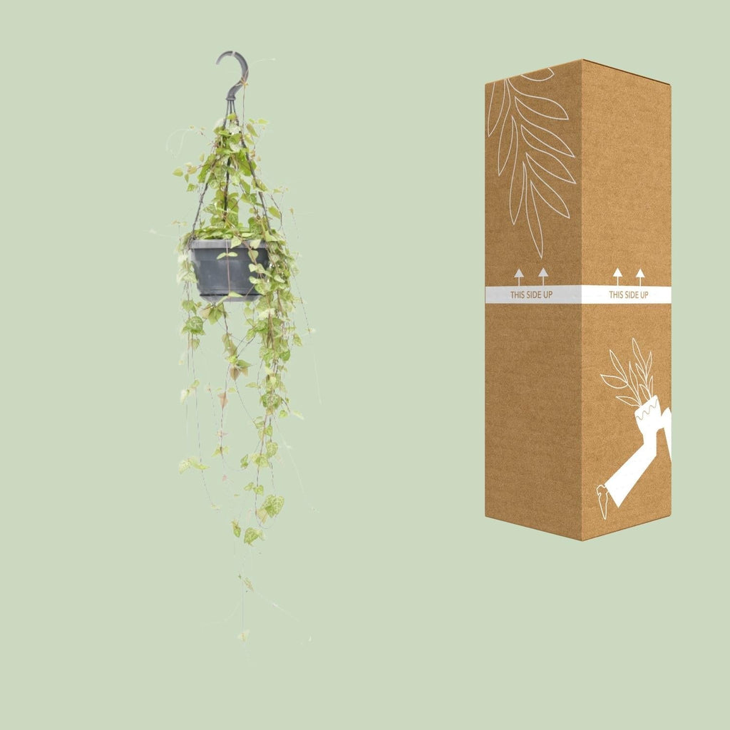 Leuchterblume – Ceropegia linearis 'Iris' – Zimmerpflanze – Ø14cm – ↕38cm – Hängende Sukkulente mit herzförmigen Blättern – Pflegeleicht & dekorativ – Plant