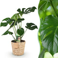 Monstera Deliciosa – 70-80cm – 21cm inkl. Naturkorb – Pflegeleichtes Fensterblatt – Plant