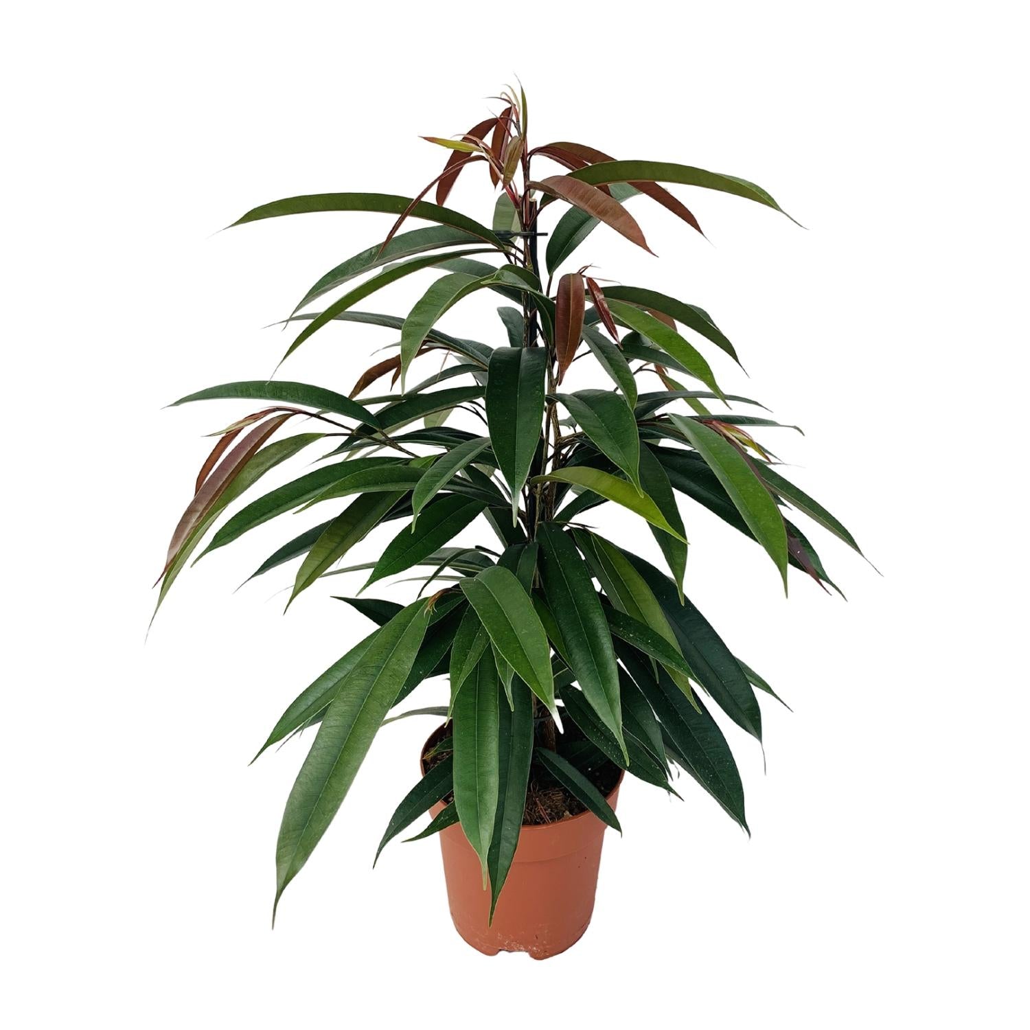 Gummibaum Ficus binnendijkii Amstel King – Zimmerpflanze – Ø17cm – Höhe ca. 75cm – Pflegeleichte Grünpflanze mit glänzenden Blättern – Für Wohn- & Arbeitsräume – Plant