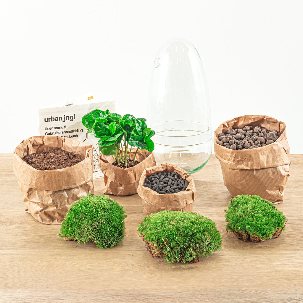 Flaschengarten Egg Coffea Arabica – DIY Pflanzen – Terrarium – Höhe 25cm – Selbstversorgendes Mini – Ökosystem – Inkl. Moos, Erde & Pflanze – Plant