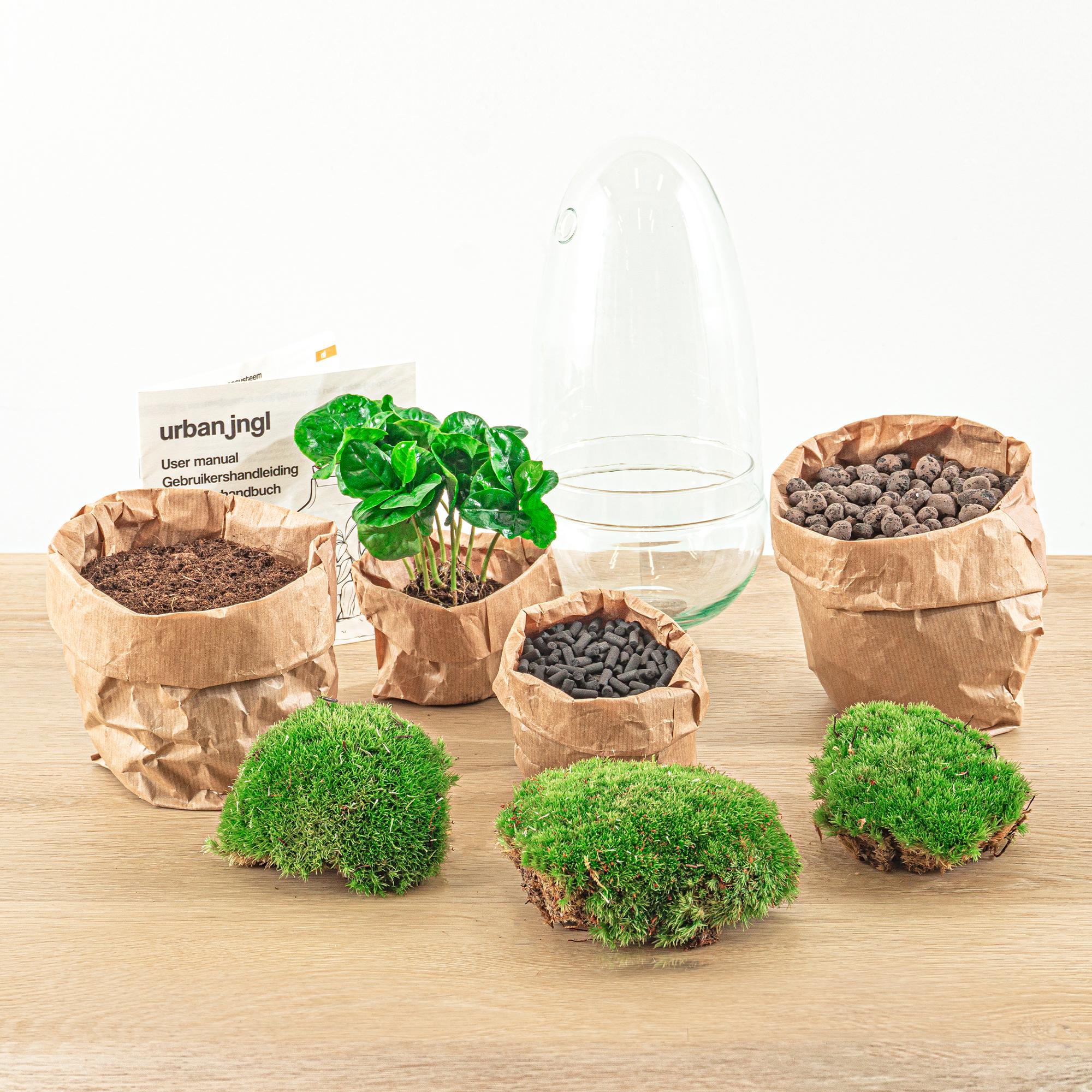 Flaschengarten Egg Coffea Arabica – DIY Pflanzen – Terrarium – Höhe 25cm – Selbstversorgendes Mini – Ökosystem – Inkl. Moos, Erde & Pflanze – Plant