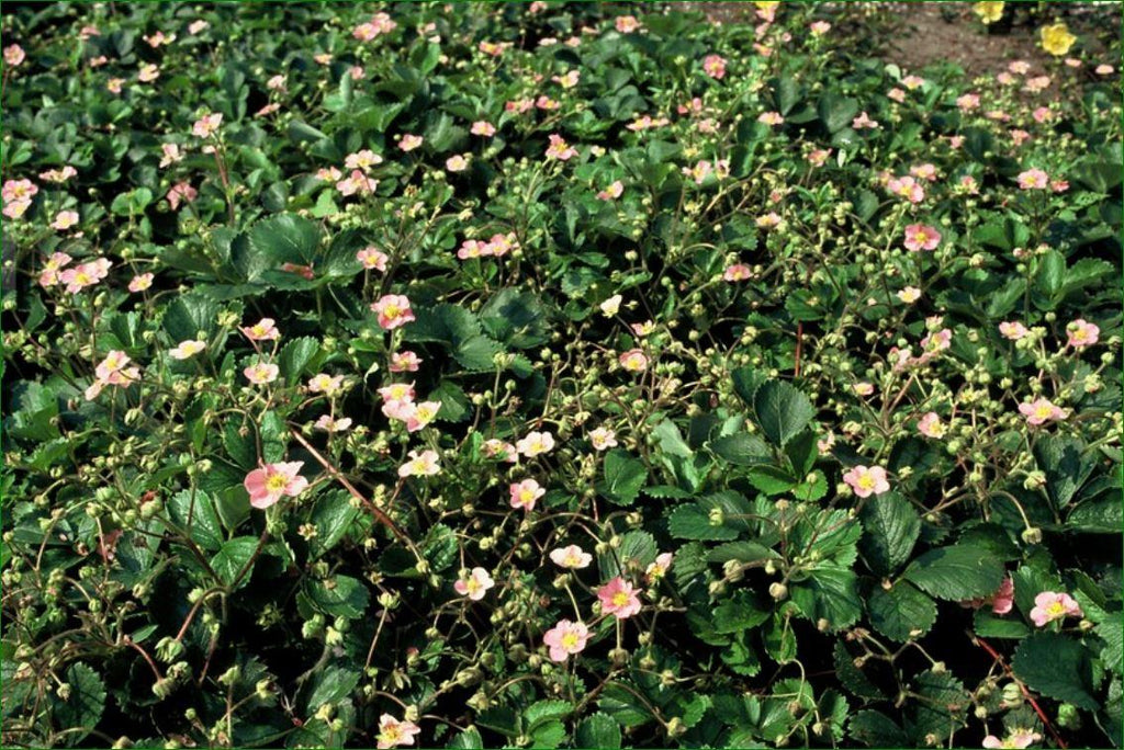 Wald – Erdbeere – Fragaria vesca – ↑10-25cm – Ø9cm – Bodendecker & Früchte, pflegeleicht, süße essbare Beeren – Plant