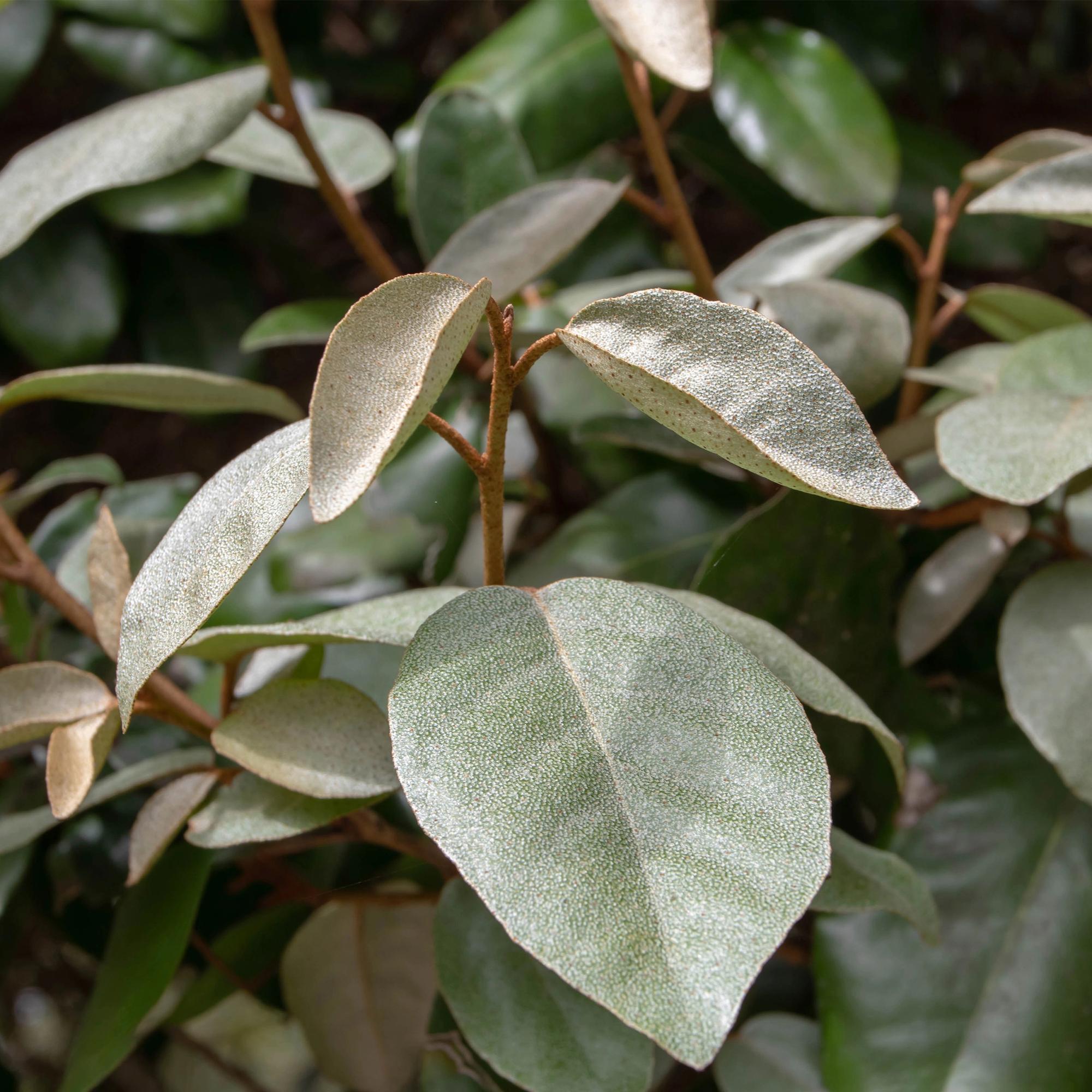 Ölweide Elaeagnus ebbingei Compacta – 8 Pflanzen für 1 lfm Hecke – Immergrün – 9cm – Höhe 30-35cm
