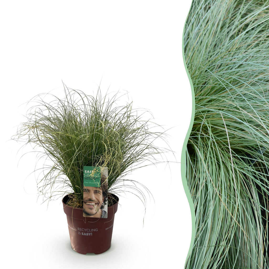 Ziergras Segge Carex comans Frosted Curls – Grün mit silbrigem Schimmer – Immergrün & winterhart – Höhe ca. 50cm – 17cm – Plant