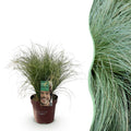 Ziergras Segge Carex comans Frosted Curls – Grün mit silbrigem Schimmer – Immergrün & winterhart – Höhe ca. 50cm – 17cm – Plant
