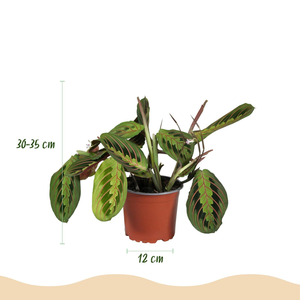Maranta Fascinator Tricolour Gebetsblatt – 2er Set Zimmerpflanze im Korb Ø12cm Höhe25cm – Haustierfreundliche Grünpflanze – Pflegeleicht
