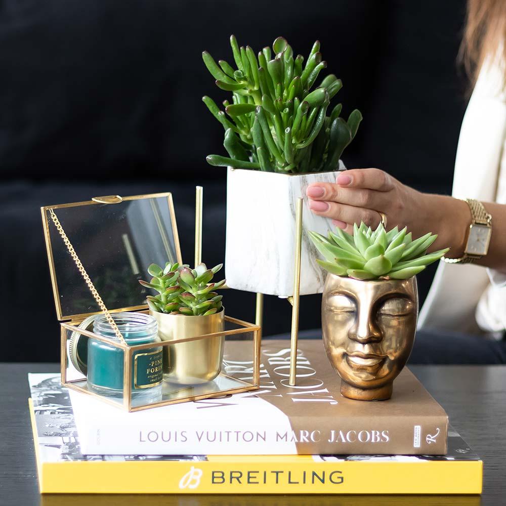 Sukkulenten Set – 4 Pflanzen – Zimmerpflanzen im Ø9cm – Pflegeleicht & dekorativ – Ideal für Zuhause, Büro & Geschenkideen – Plant