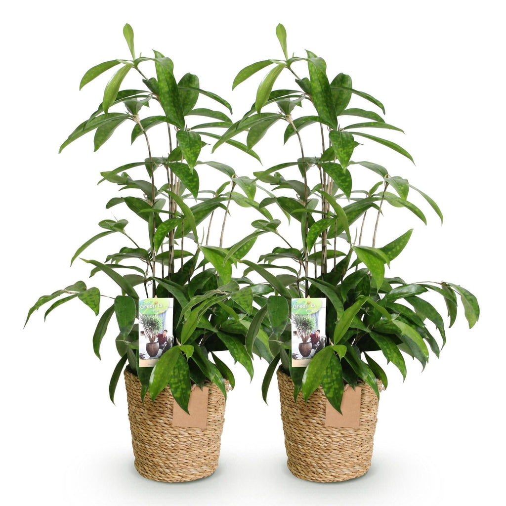 Drachenbaum Dracaena surculosa – Zwei kräftige Pflanzen im dekorativen Korb – 17cm – Höhe 60-70cm – Pflegeleichter Drachenbaum für Innenräume