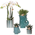 Set mit weißer Orchidee Amabilis & Sukkulenten – Blühende Zimmerpflanzen in keramischen Ziertöpfen Ø9cm & Ø6cm – Frisch vom Züchter – Plant