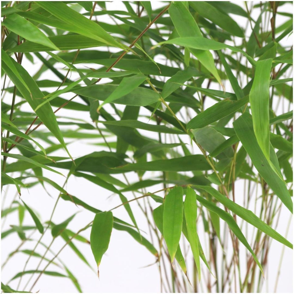 Fargesia Rufa – Nicht – Ausbreitender Bambus – Ø7cm – ↕15cm – 6 Pflanzen – Winterhart & Pflegeleicht – Für Hecken, Garten & Terrasse – Plant