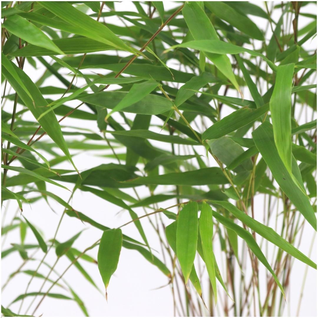 Fargesia Rufa – Nicht – Ausbreitender Bambus – Ø7cm – ↕15cm – 6 Pflanzen – Winterhart & Pflegeleicht – Für Hecken, Garten & Terrasse – Plant